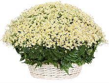 Цветочная композиция из Ромашки в корзине #REPLACE_PRED# Лоза